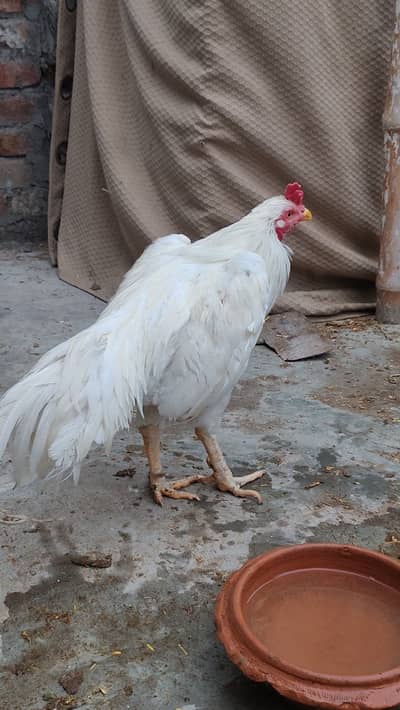 White murga for sale