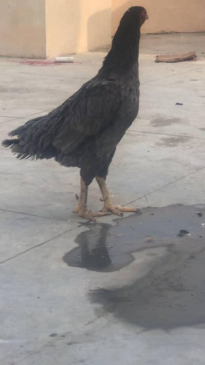 full active and healthy breeder available breed miawali 03132353486