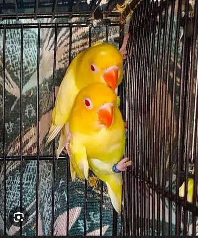 cremino red eyes lovebird breeder pair