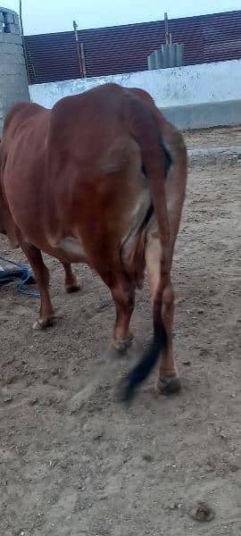 red cow sindhi