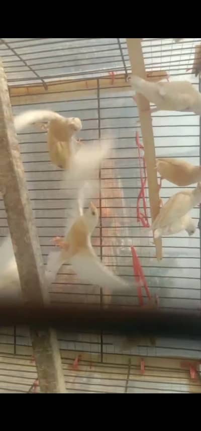 Goldian finch pathay