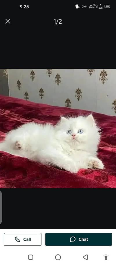Persian cat for sale male or female0343=9626=858 my WhatsApp