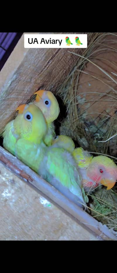 Love Bird mix Chicks