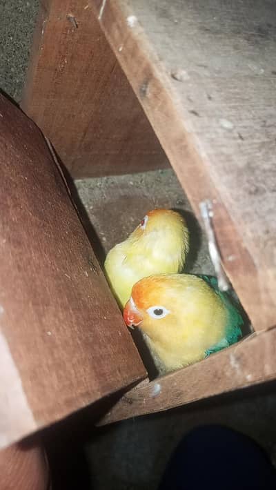 Love Birds and Austrailian Parrots Breeding pairs