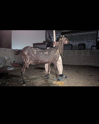 kamori bakri / 20 din ki cross