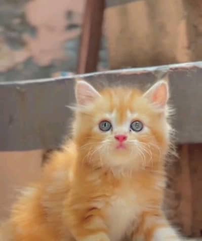 pairsian helthy and active kitten for sale