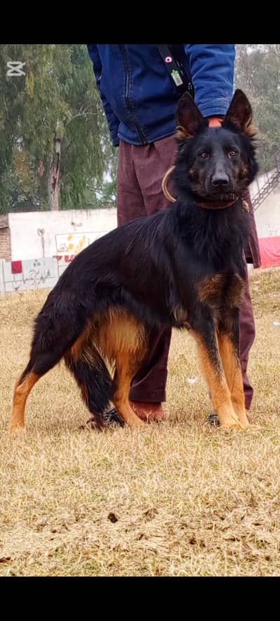 German Shepherd female 10 months for sale