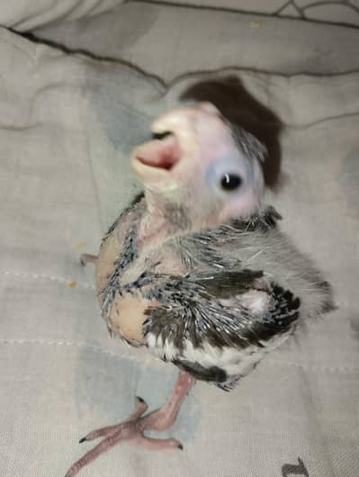 Cockatiel chick for Hand tame on hand feed- 03214382921