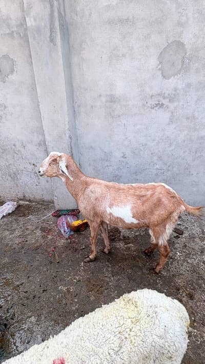 Desi gaban barki for sale