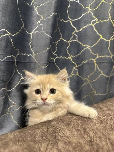 Persian cat kitten kittens