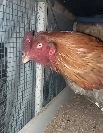 ASEEL murga 03150049720