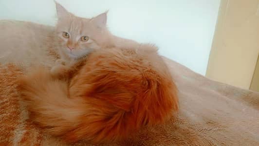 Persian Female Cat Russian Breed Trained and Playful Urgent for Sale
