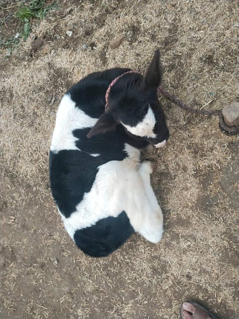 ولائتئ نسل دودھ وآلئ گائے 6