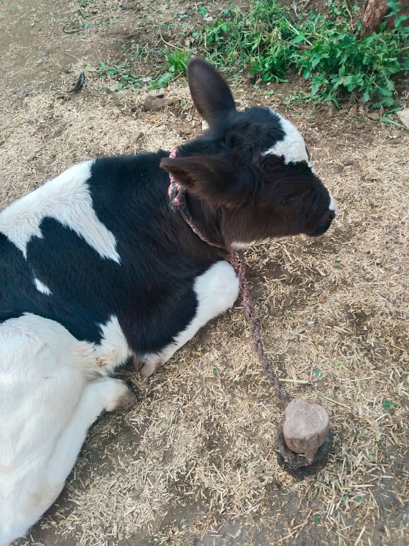 ولائتئ نسل دودھ وآلئ گائے 7