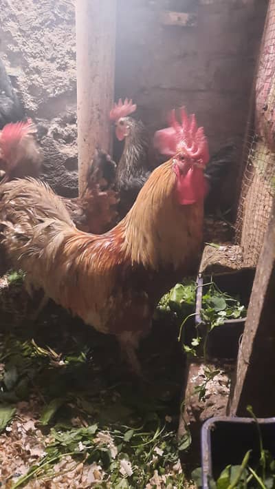 One Cock and 8 Hens