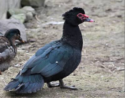Muscovy ducklings