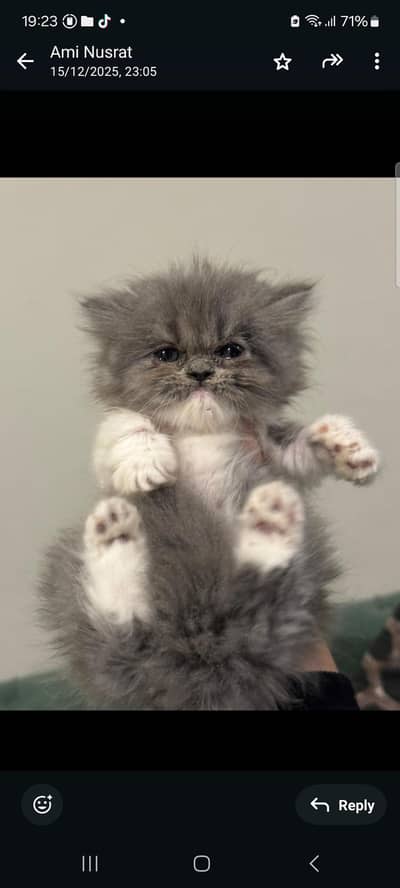 beautiful persian kitten for sale