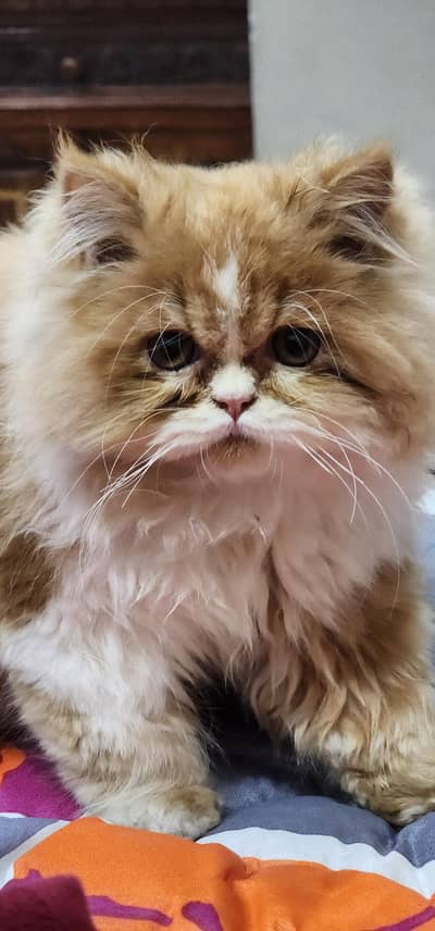 Persian kittens|triple Coated|Punch Face kittens fluffy|white Cats