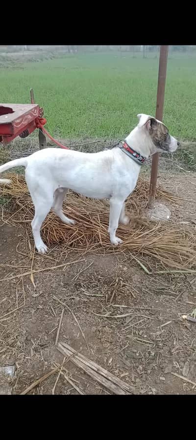 exchange bardy dog k sat and sale gultair