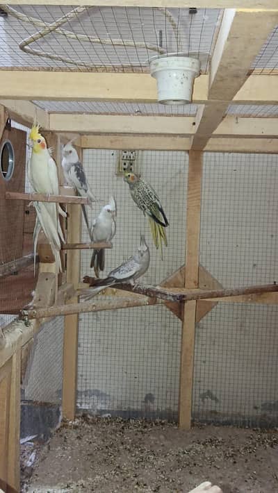 cocktail breeder pairs