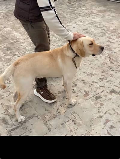 Labrador male breeder Show winner