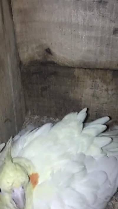 common white cocktail