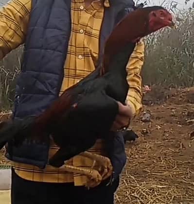 full garranty game Bird