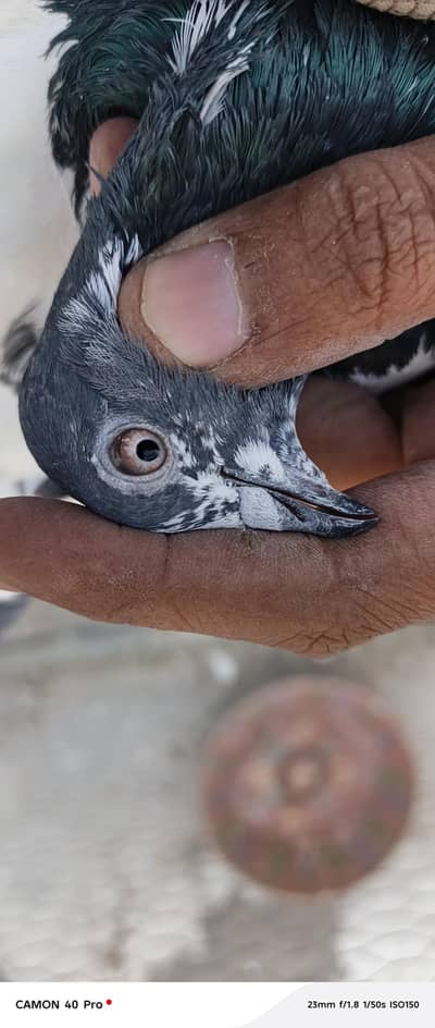 800 pr hy contact zero three zero three nine three six two six three 7