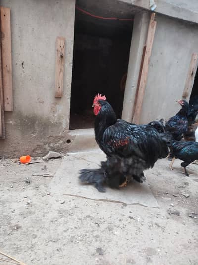 Black Heavy Cochine Male for sale