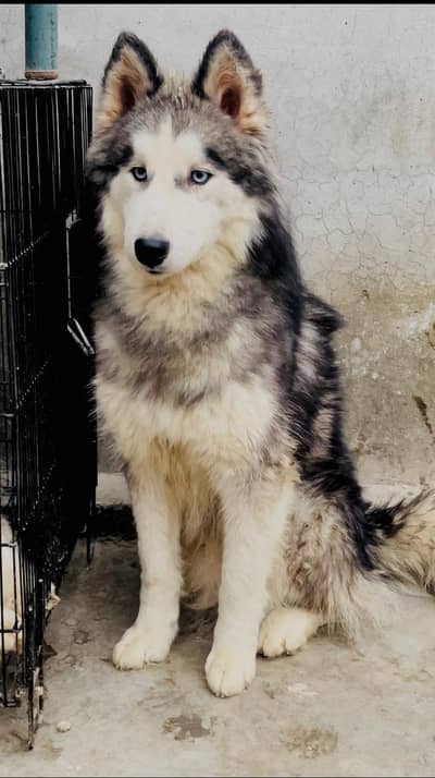 Siberian Husky pup Available