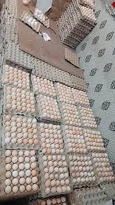 Desi eggs  available for sale
