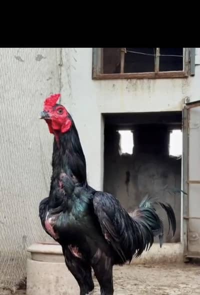 burmi vitname male for sell /aseel murga /breeder