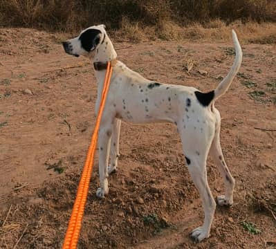 Pure Bully Blood Line