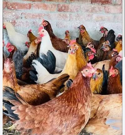 desi murgi ande wali