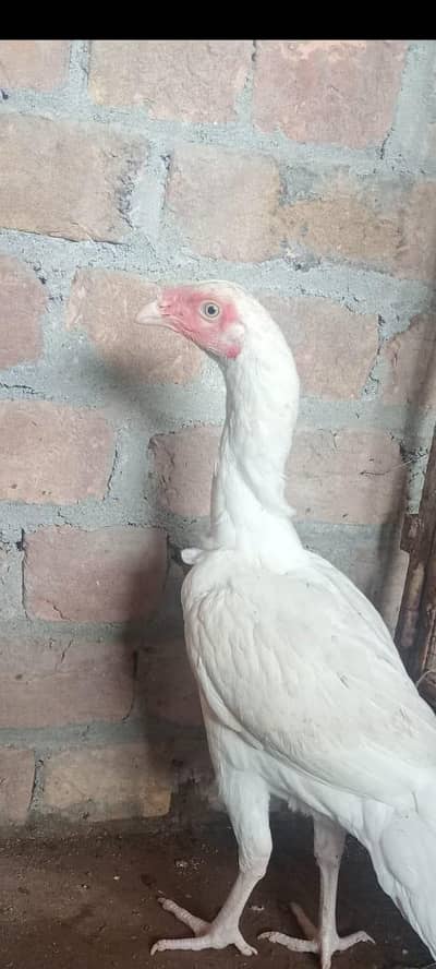 top quality Hera aseel female