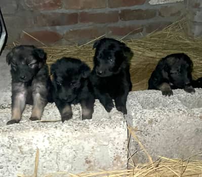 German shepherd Long coat puppies