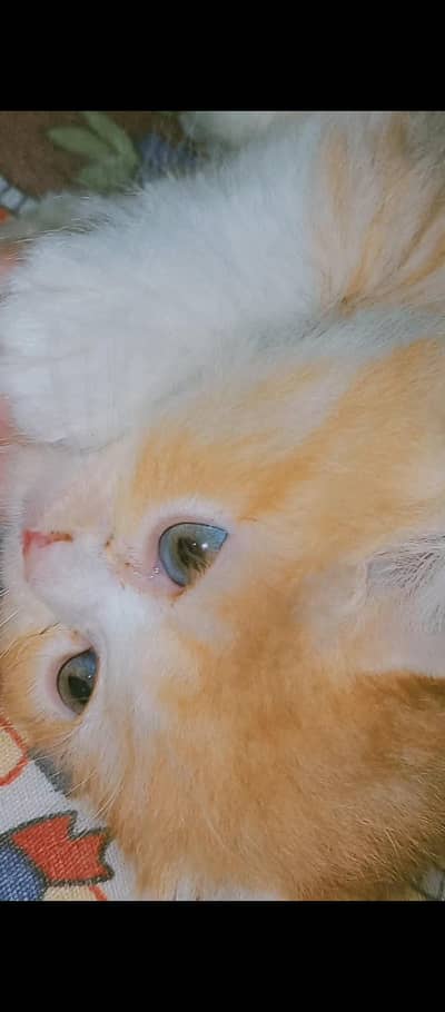 Persian Male kitten