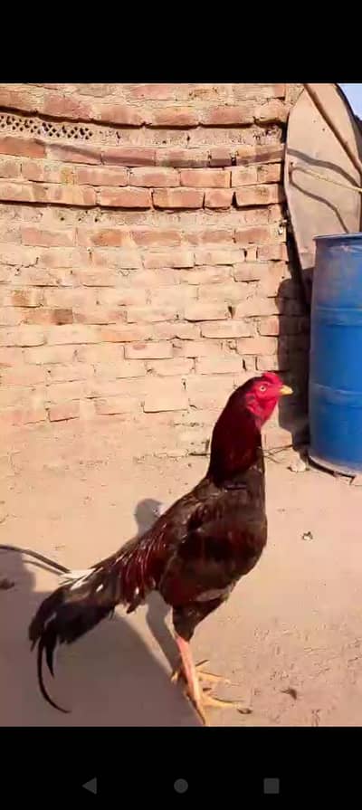 for sale contact on my what's app