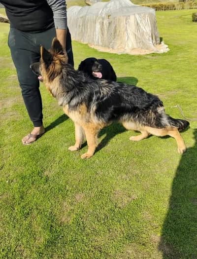 3 months old pedigree vaccinated German shepherd male puppy