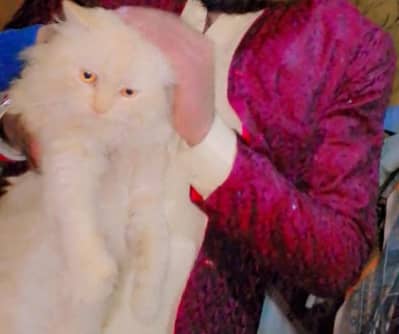 brown colour cute habits careness cat