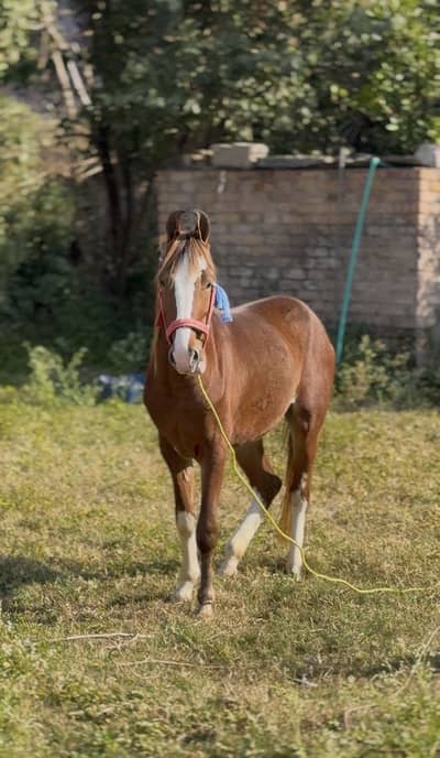 Horse 5 kalyan price  . 7 lack        0-3-4-3-2-0-8-2-3-4-2