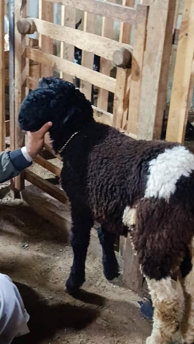 dumba abluck healthy