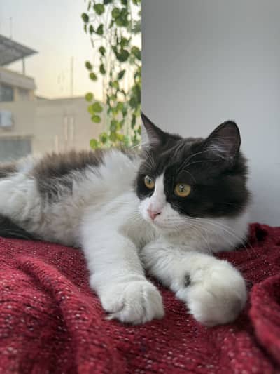 ragdoll pure breed 4 months healthy male kitten