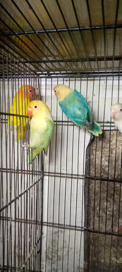 For Sale Love Bird