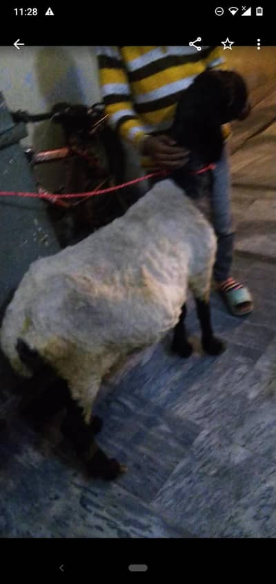 dasi sheep soony Vali tayar