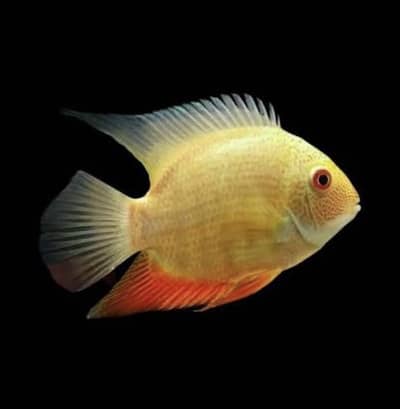 Golden and Red Shoulder Severum