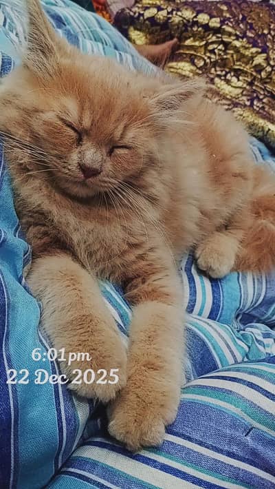 3 Months Old Persian kitten