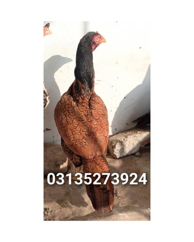 aseel murgi for sale