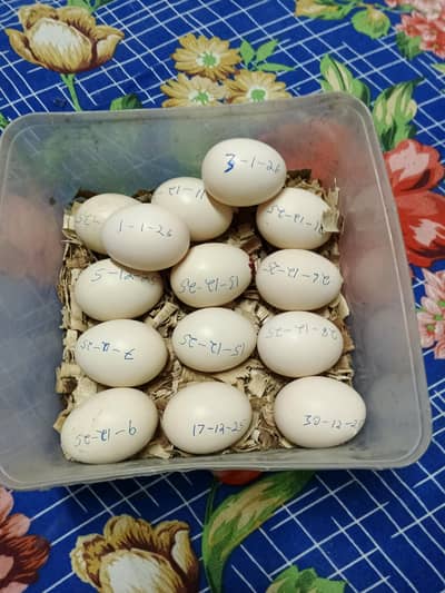 pure aseel fertile egg 