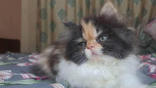 pure persion kitten pikkee face